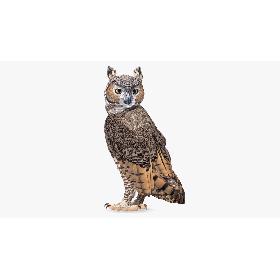 3D model Great Horned Owl Standing Pose